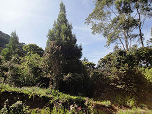 Pidurutalagala Mountain peak and vicinity
